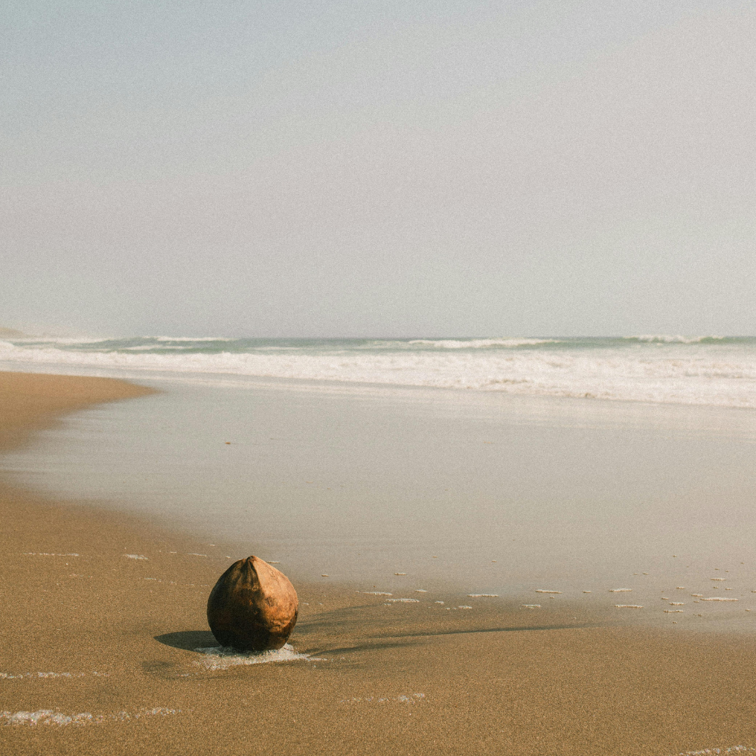 COASTAL Wood Wick Candle | Sea Salt & Coconut