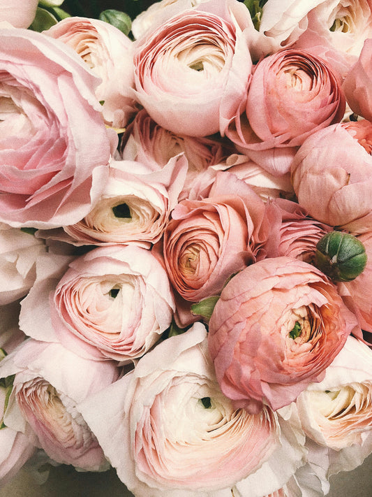 BLOOM A La Rose | Rose + Vanilla